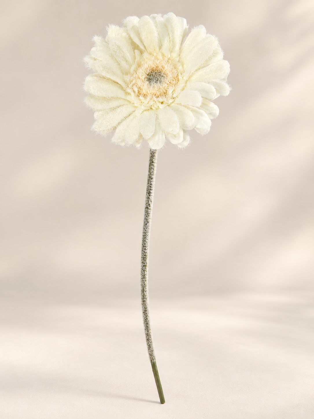 Gerbera